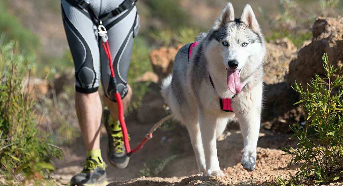 7 Best Harness For Husky (Buying Guide) Husky Leash & Harnesses Guide