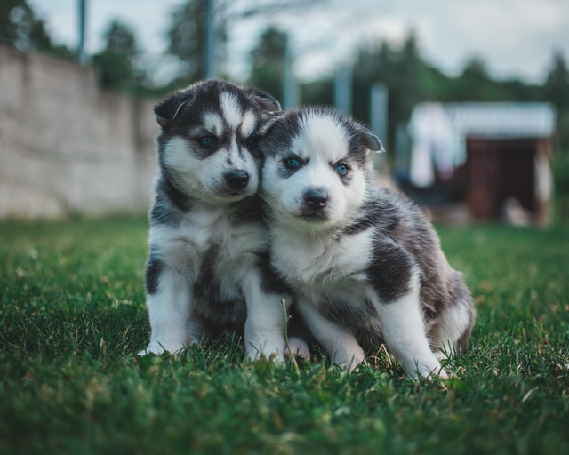 Secrets in Raising a Happy Husky Puppy in an Apartment! HUSKY AND MALAMUTE