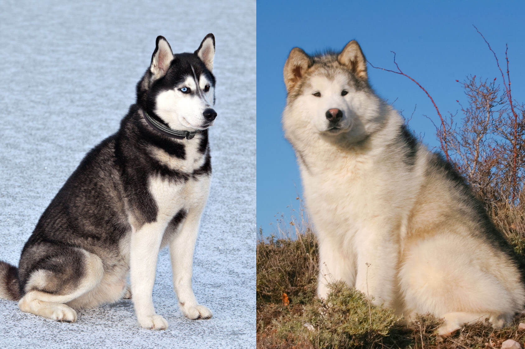 Husky And Malamute: Can You Tell Their Differences? Husky