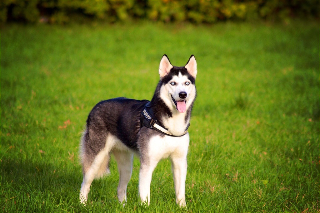How To Stop A Husky From Digging On Your Yard how to stop Husky from digging