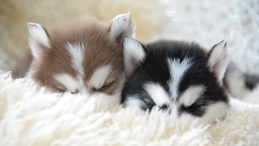 Can a Husky Puppy Sleep Outside? Husky Exercise & Activities