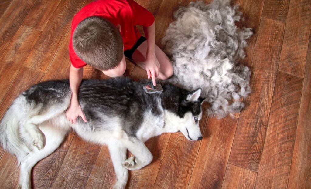 How Often Do Huskies Shed? Here’s What You Should Know how often do Huskies shed