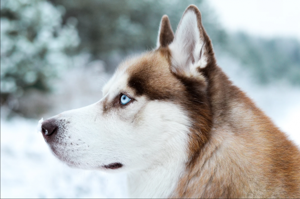 Are Siberian Huskies Smart? Husky Exercise & Activities