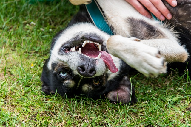 Huskies are energetic and playful, but not guard dogs