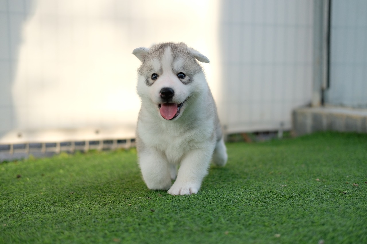 buying a Siberian Husky puppy