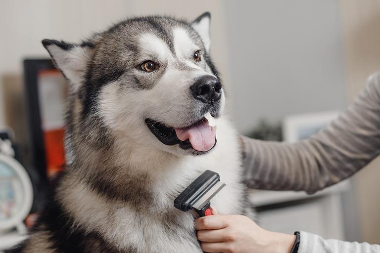Can I Shave My Husky? Here’s Why You Shouldn’t! can I shave my husky