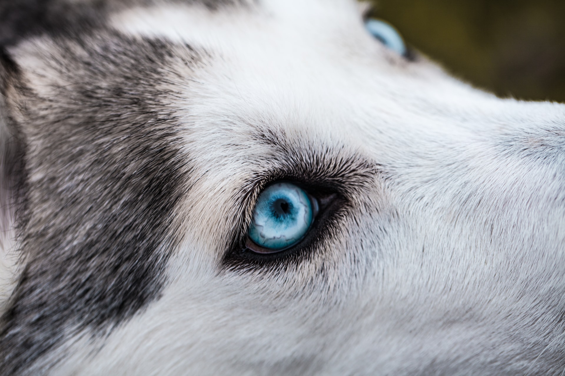 Why does your Siberian Husky Stare at you? Here are 9 Amazing Reasons Husky Puppy Guide