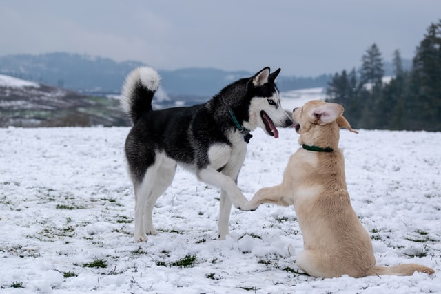 Huskies with Other Dogs - How well Do They Get Along? huskies