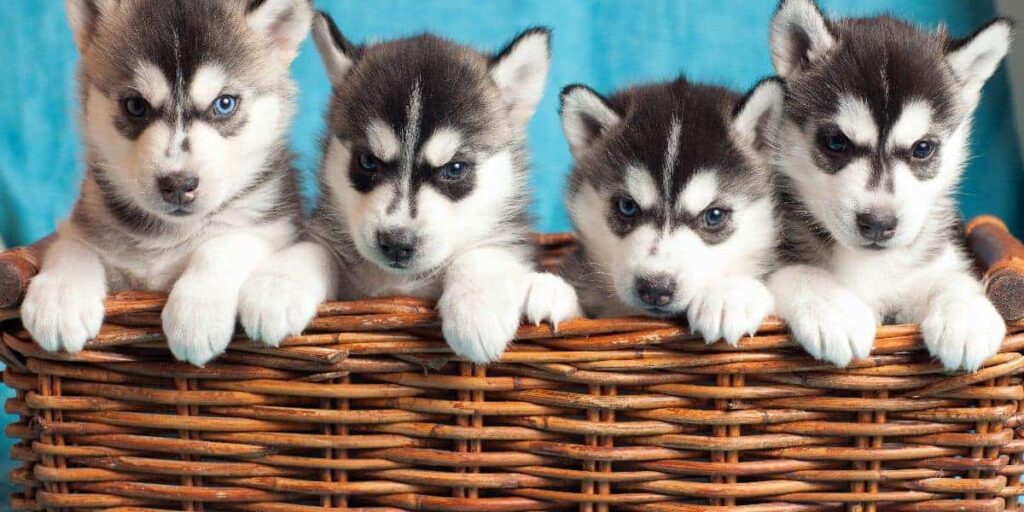 Effective Guides For Your Husky Puppy to Pee Outdoors husky puppy