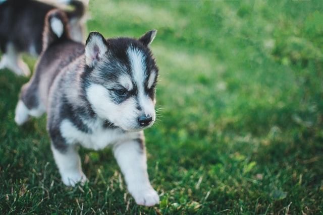 Stopping Your Husky Puppy from Crying - 6 Methods husky puppy