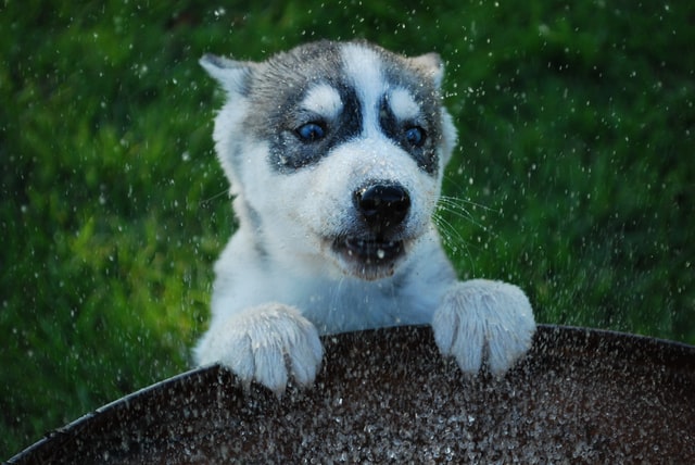 Effective Guides For Your Husky Puppy to Pee Outdoors husky puppy