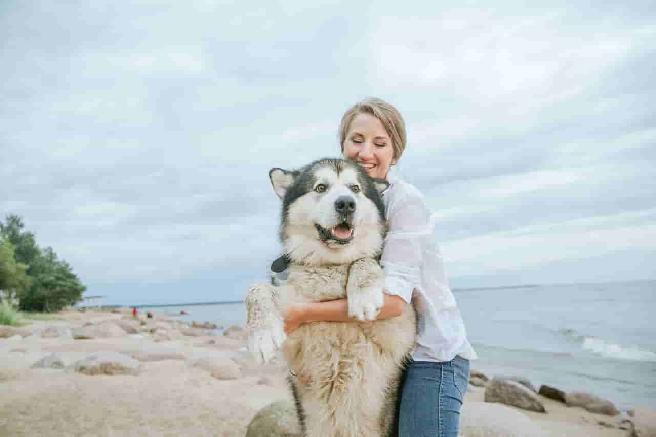 5 Probable Reasons Your Husky Follows You Everywhere Husky Facts