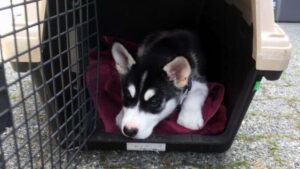 4 Exclusive Steps For Crate Training a Husky Pup crate training a husky pup