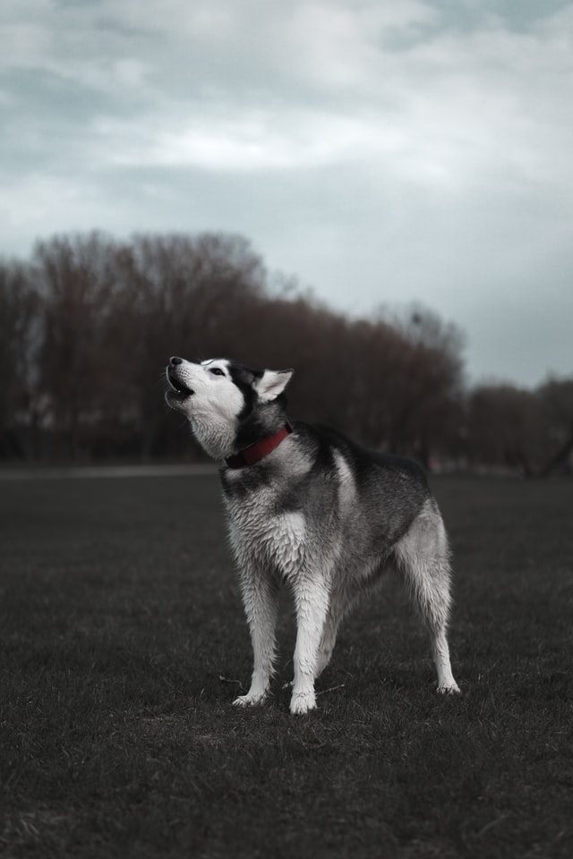 Huskies Howling: Reasons and Management howling