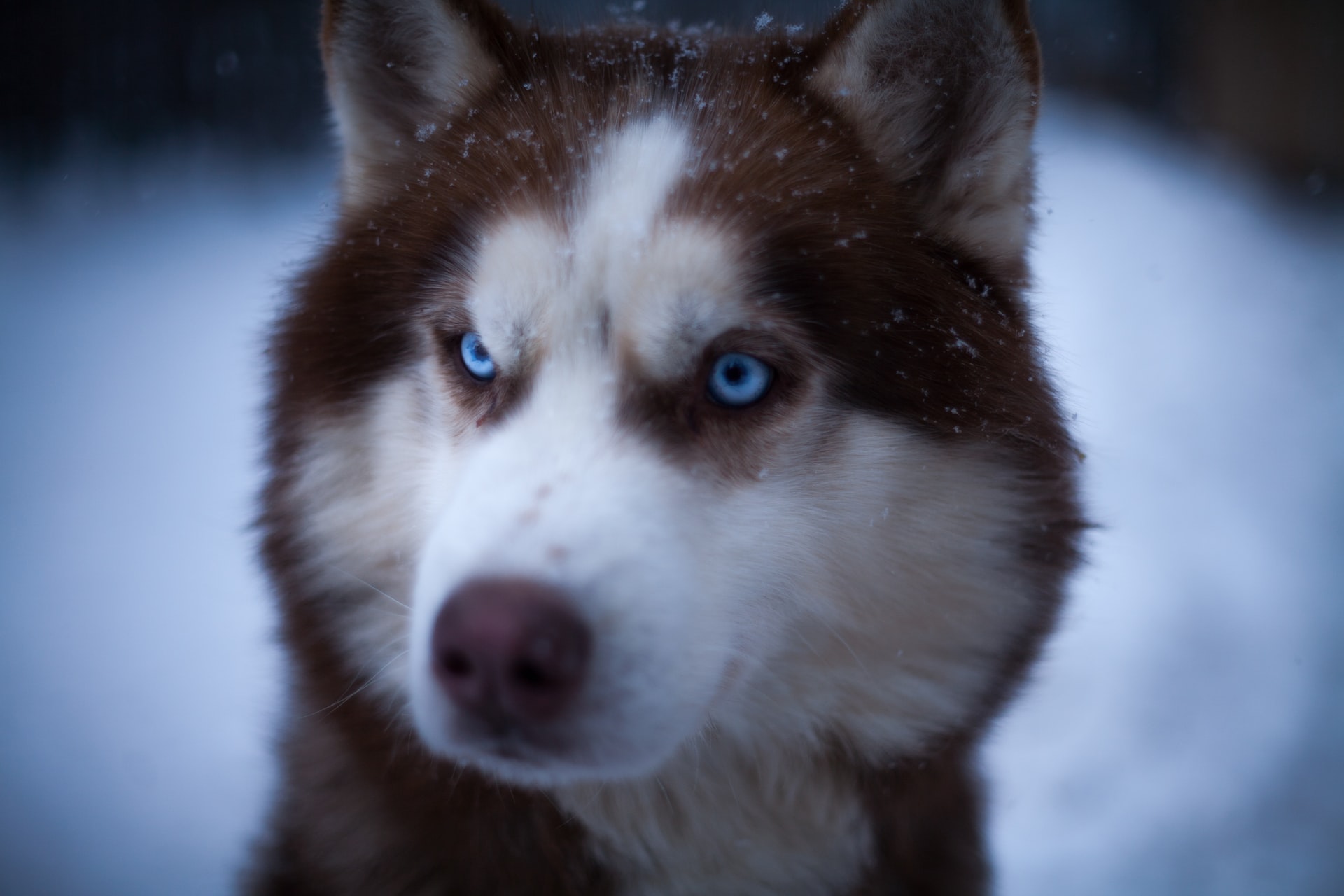 Different Types Of Siberian Husky Coats Husky Facts