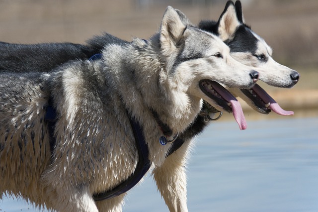 Huskies Howling: Reasons and Management howling