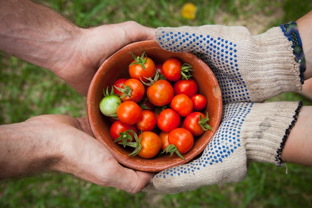 Tomatoes - Can Huskies Eat It? Husky Health & Diet