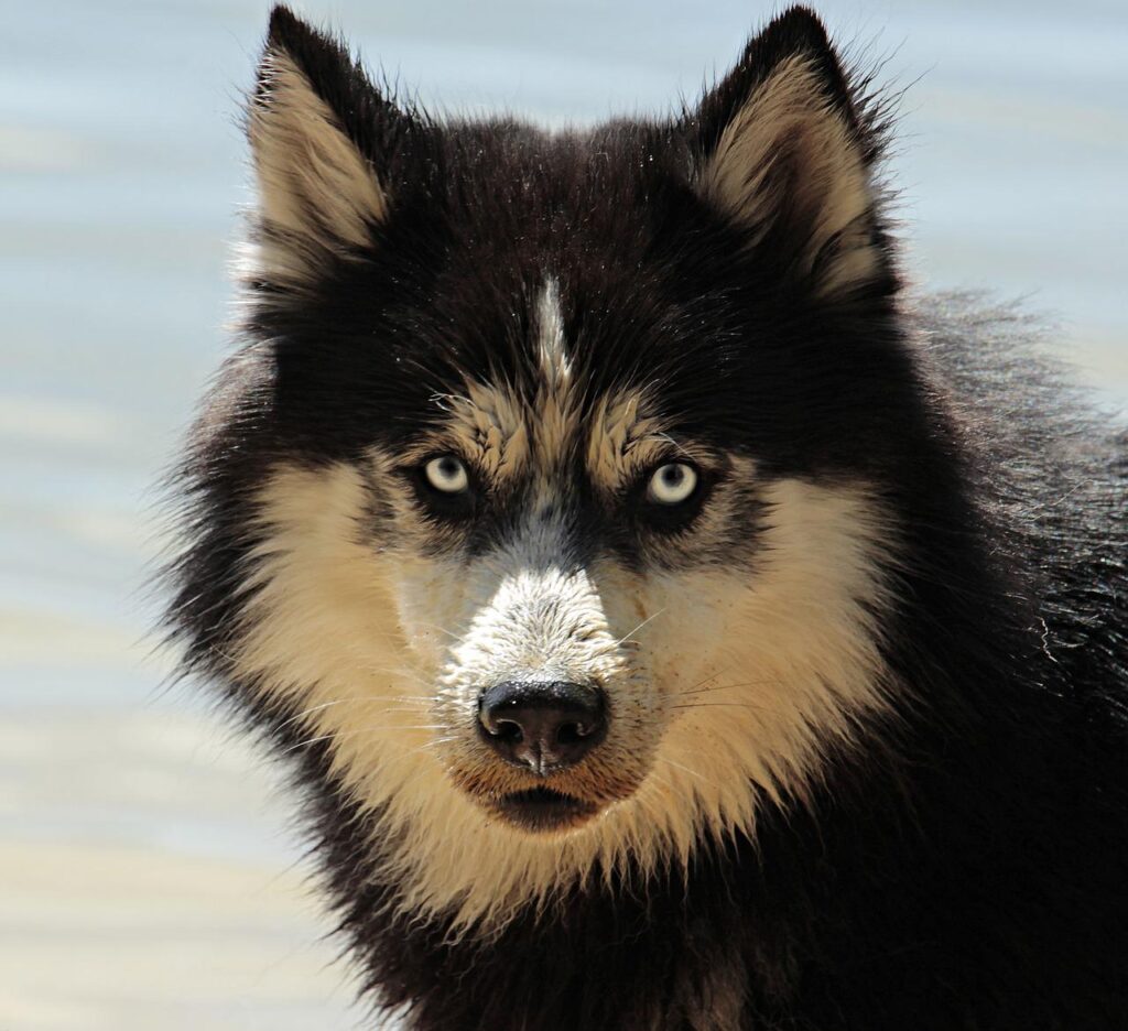 Why Does My Husky Growl at Me? 8 Possible Reasons Husky Growl
