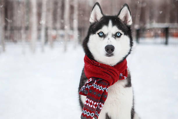 Training a Husky: How to Prepare Your Dog for Adventure Husky Facts