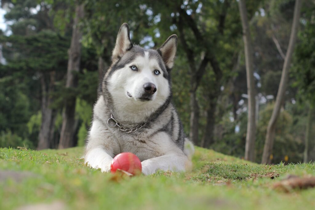 Are Huskies High Maintenance Pets? 9 Things to Consider Huskies High Maintenance,Husky,Huskies maintenance