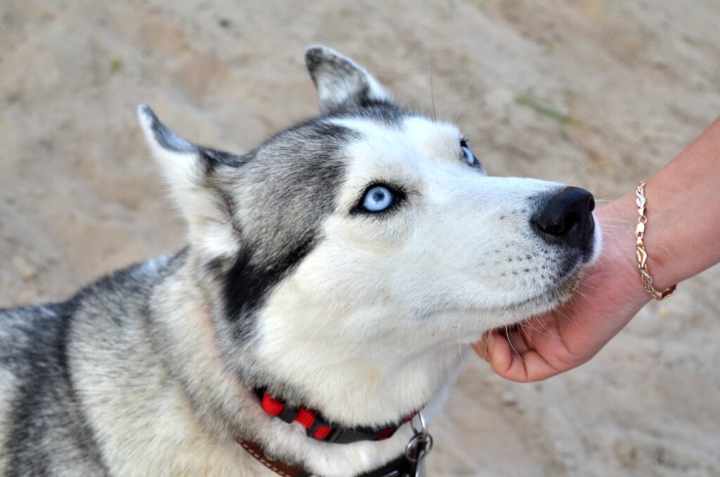 Things to Consider When Teaching Your Husky Not to Nibble