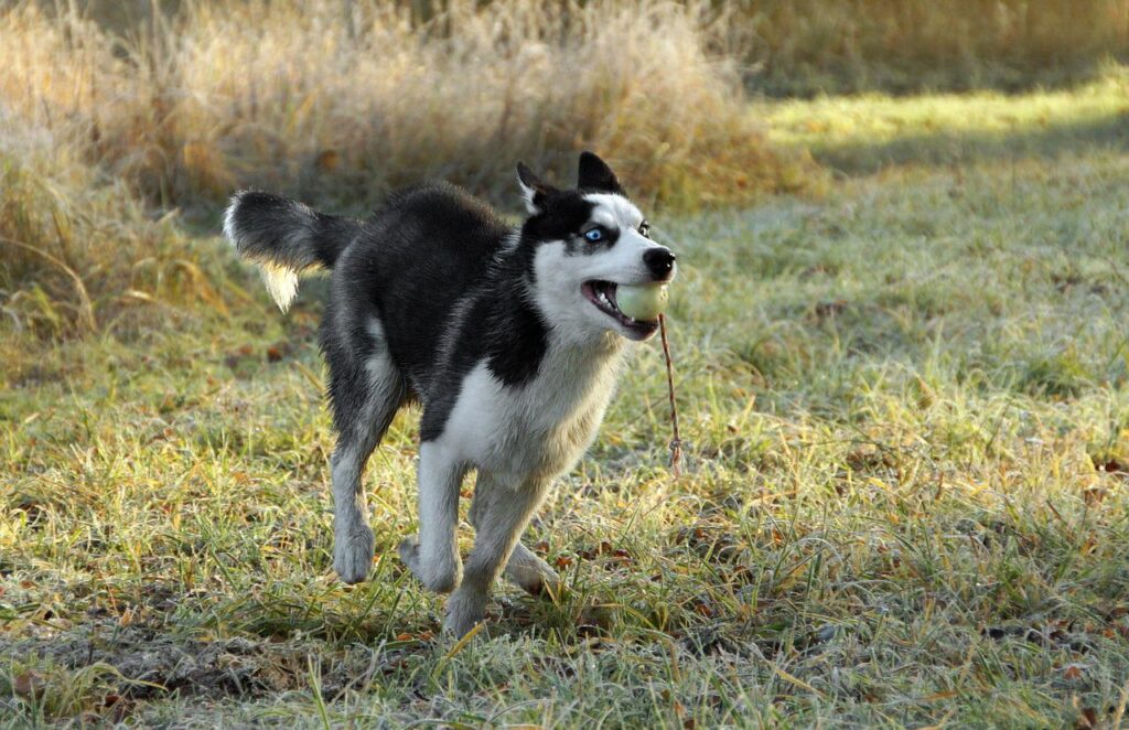 fferent Methods of Stopping A Husky's Nibbling