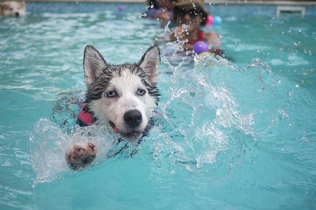 Bathing Bliss: Make Your Husky Puppy Love Water Routine Husky Grooming