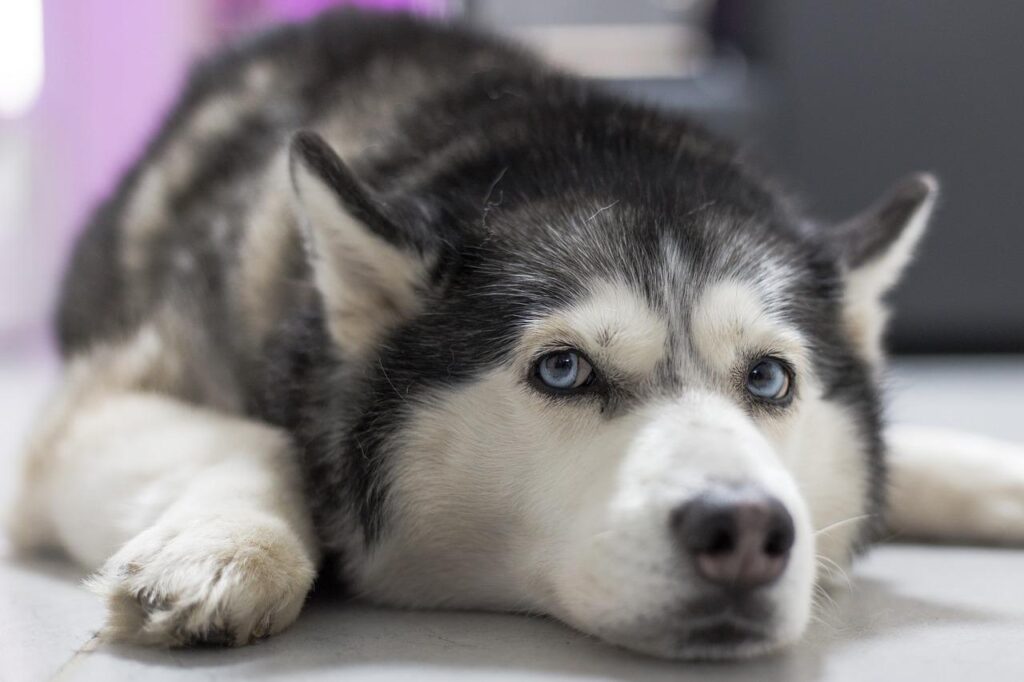 Choosing the Best Dog Food For Huskies to Gain Weight