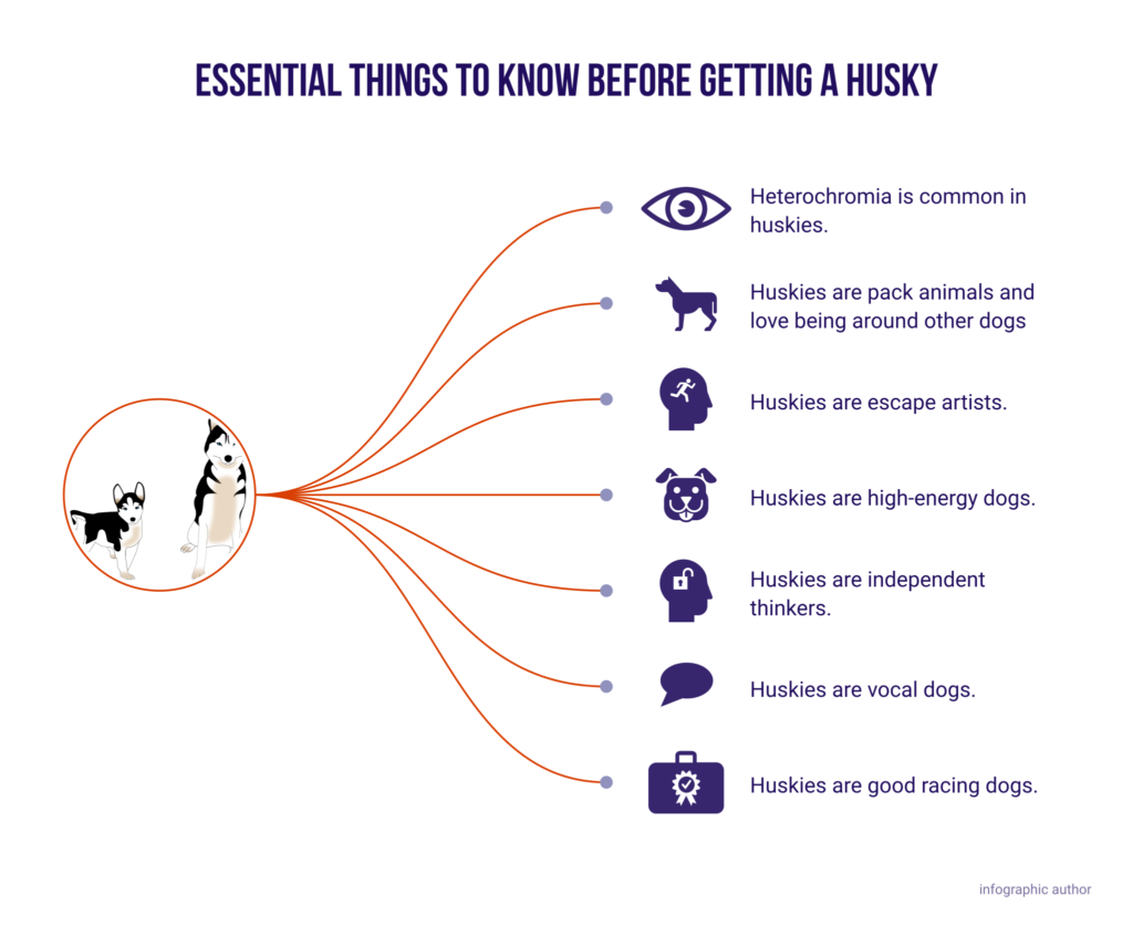 Essential Facts About A Husky You Need to Know