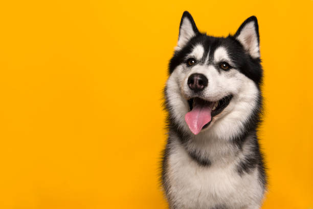 Fun and Engaging Ways to Keep Your Husky Entertained Husky Exercise & Activities