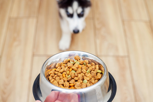A Husky's Guide to Healthy Diet: Tips to Keep Them Fit Husky Food