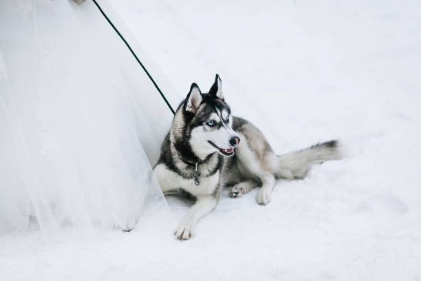 Tired of Barking Huskies? Check Out These 8 Tips! Husky Training
