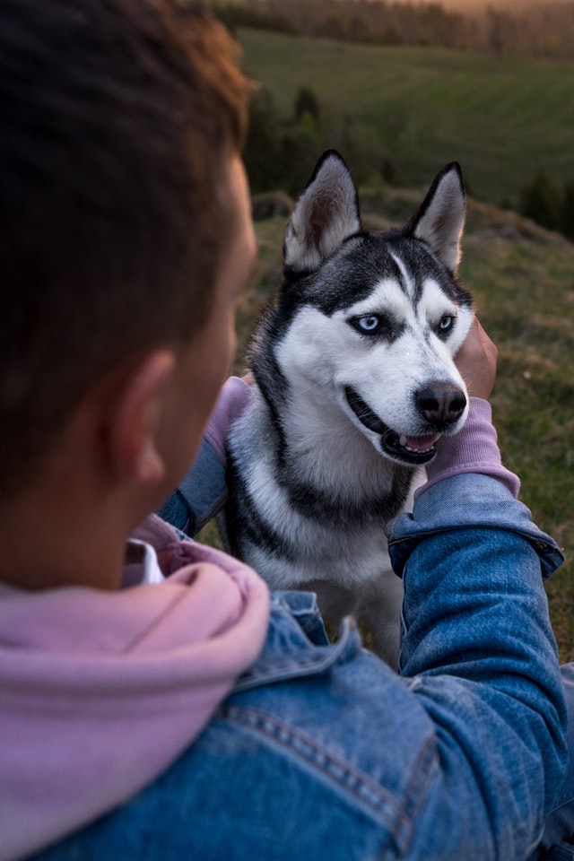Huskies As Emotional Support Dogs - Is It Possible? support dog