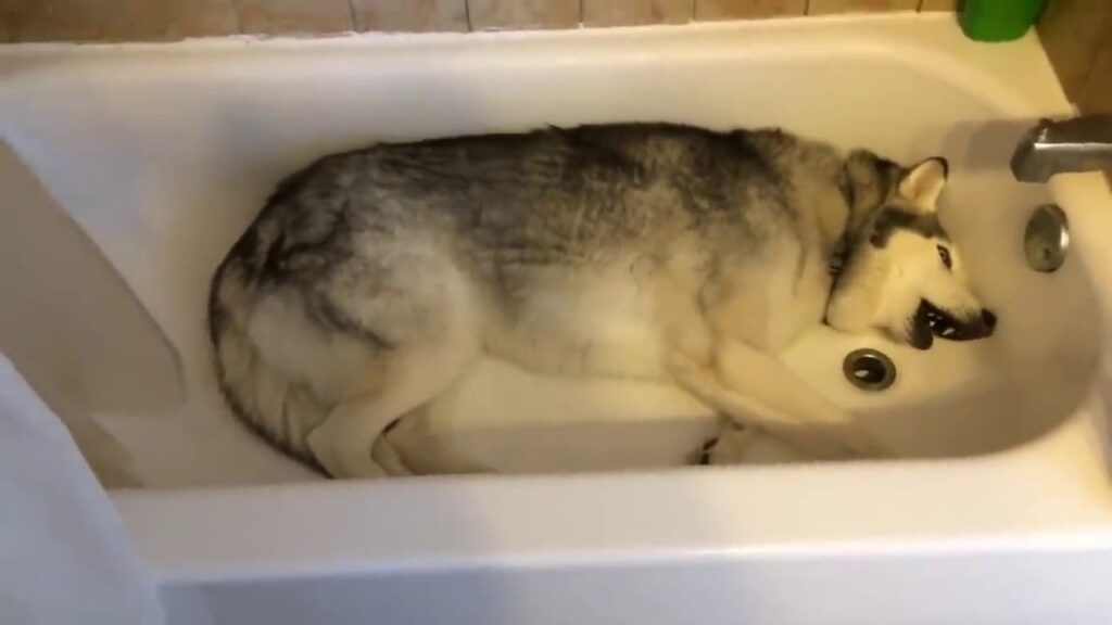 husky bathing