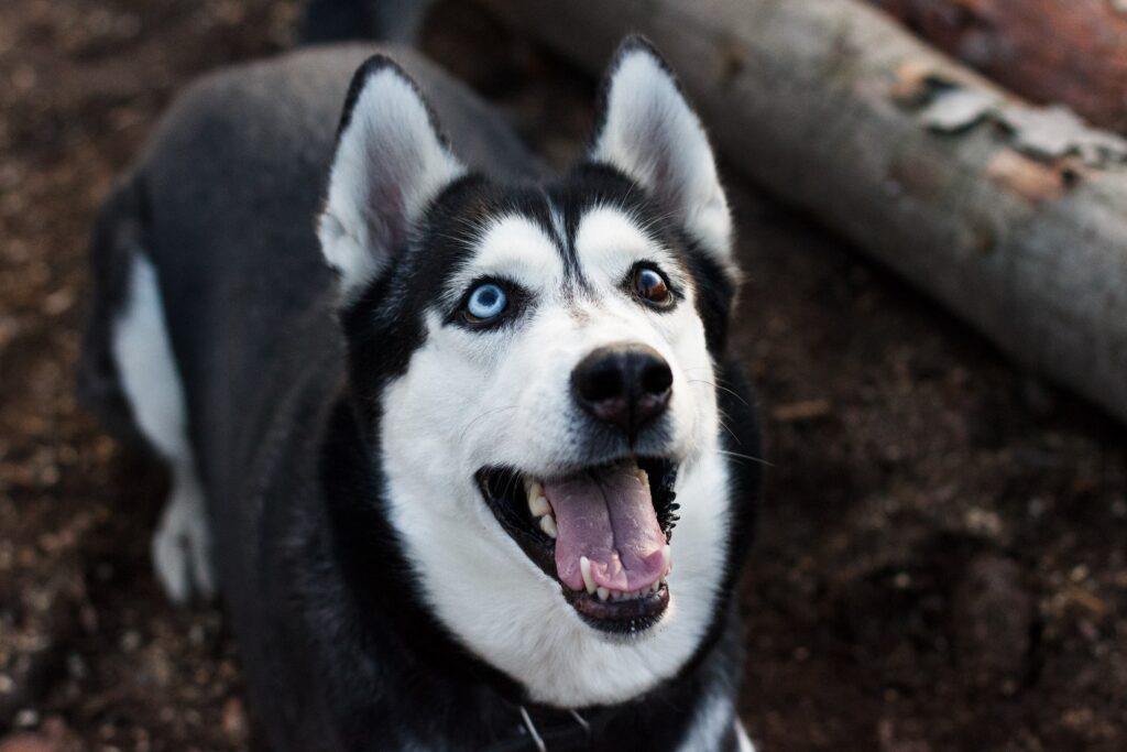Husky Puppy Eye Colors Guide: Discover the Palette! Husky Puppy
