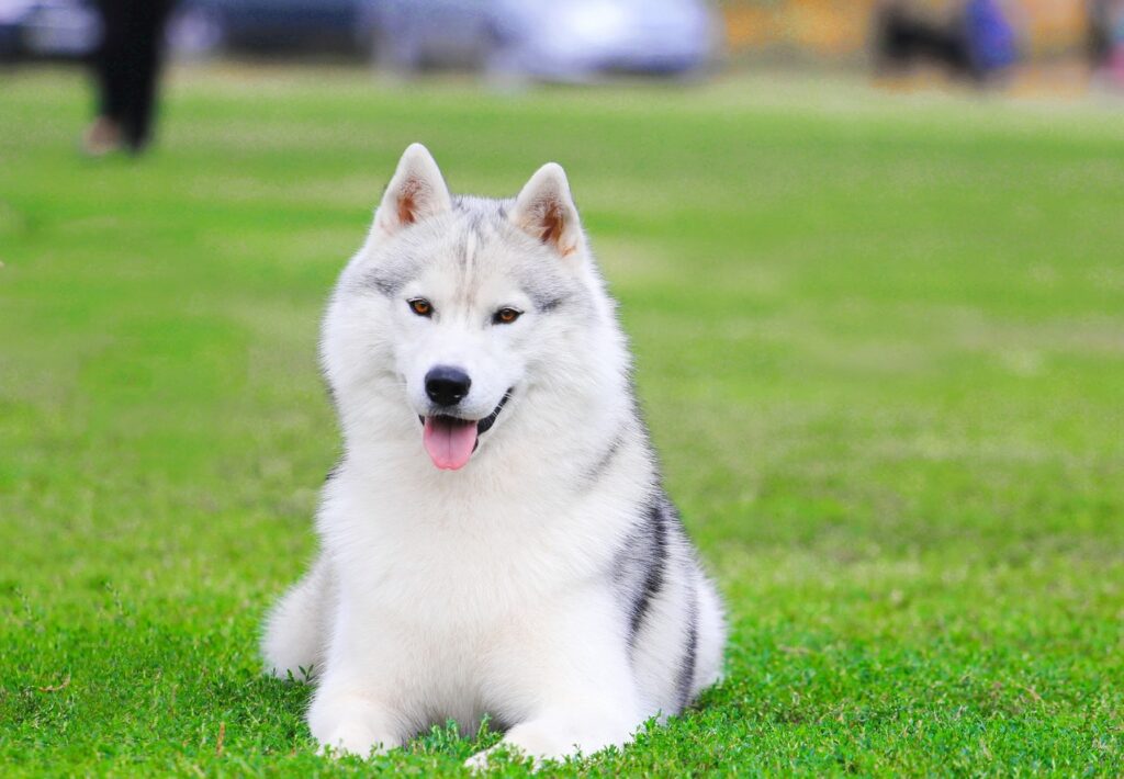 Are Huskies Supposed To Be Fluffy