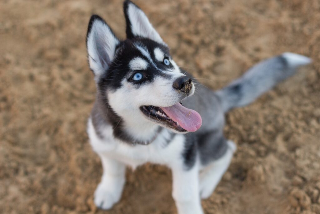 Helping Your Husky Puppies' When They Lose Their Teeth