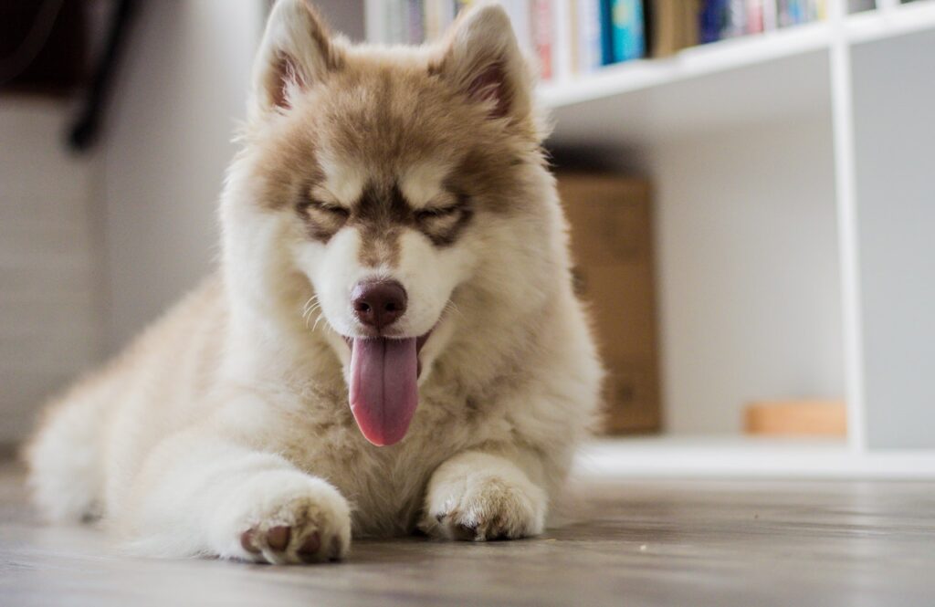 5 Crucial Tips To Make A Husky More Fluffy
