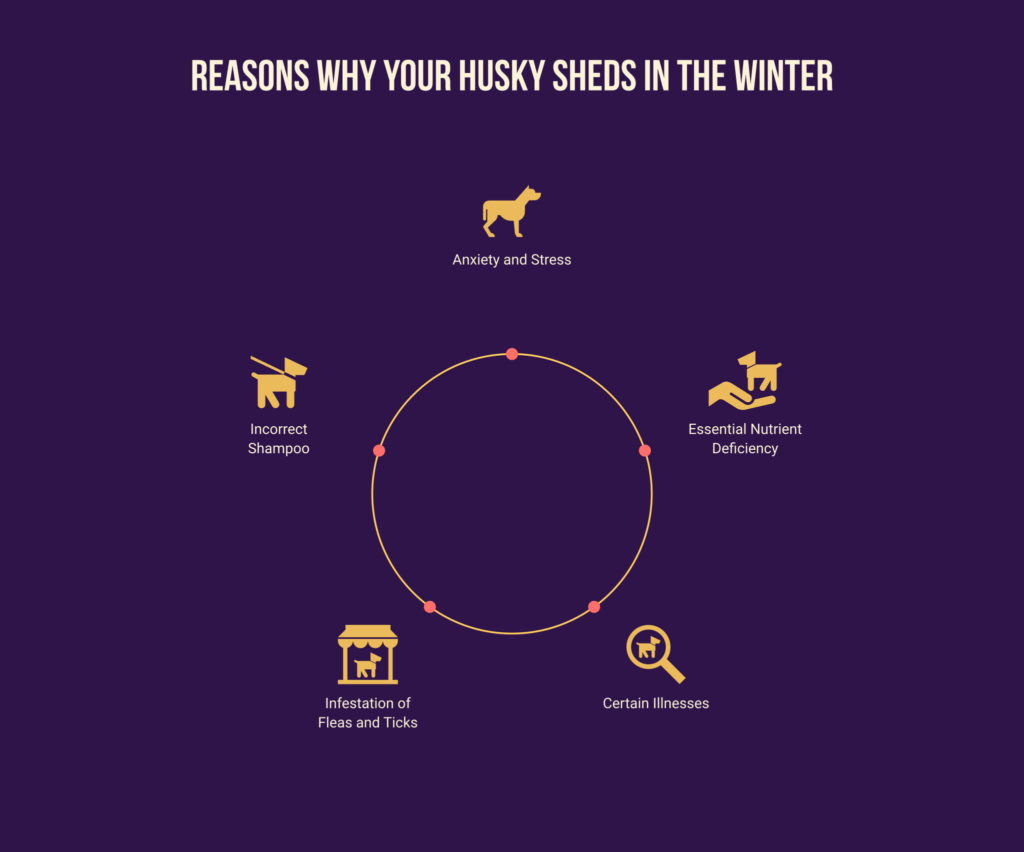 The Real Reasons Why Your Husky Shed During Winter shed