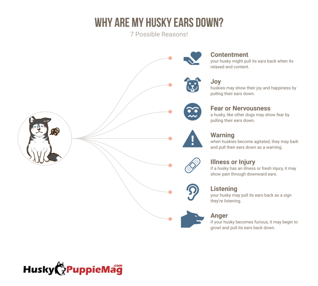 Why are My Husky Ears Down? 7 Reasons why are my husky ears down