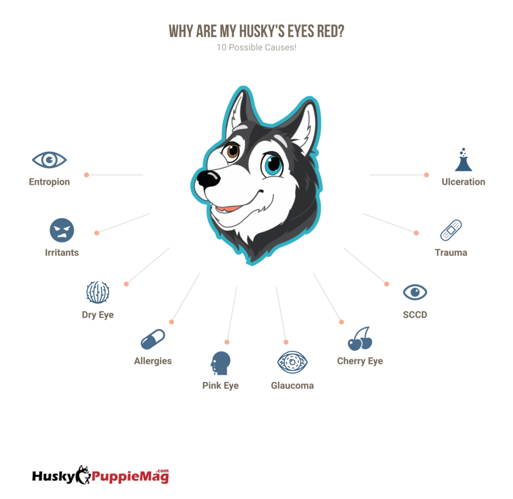 why are my husky's eyes red (infographic)