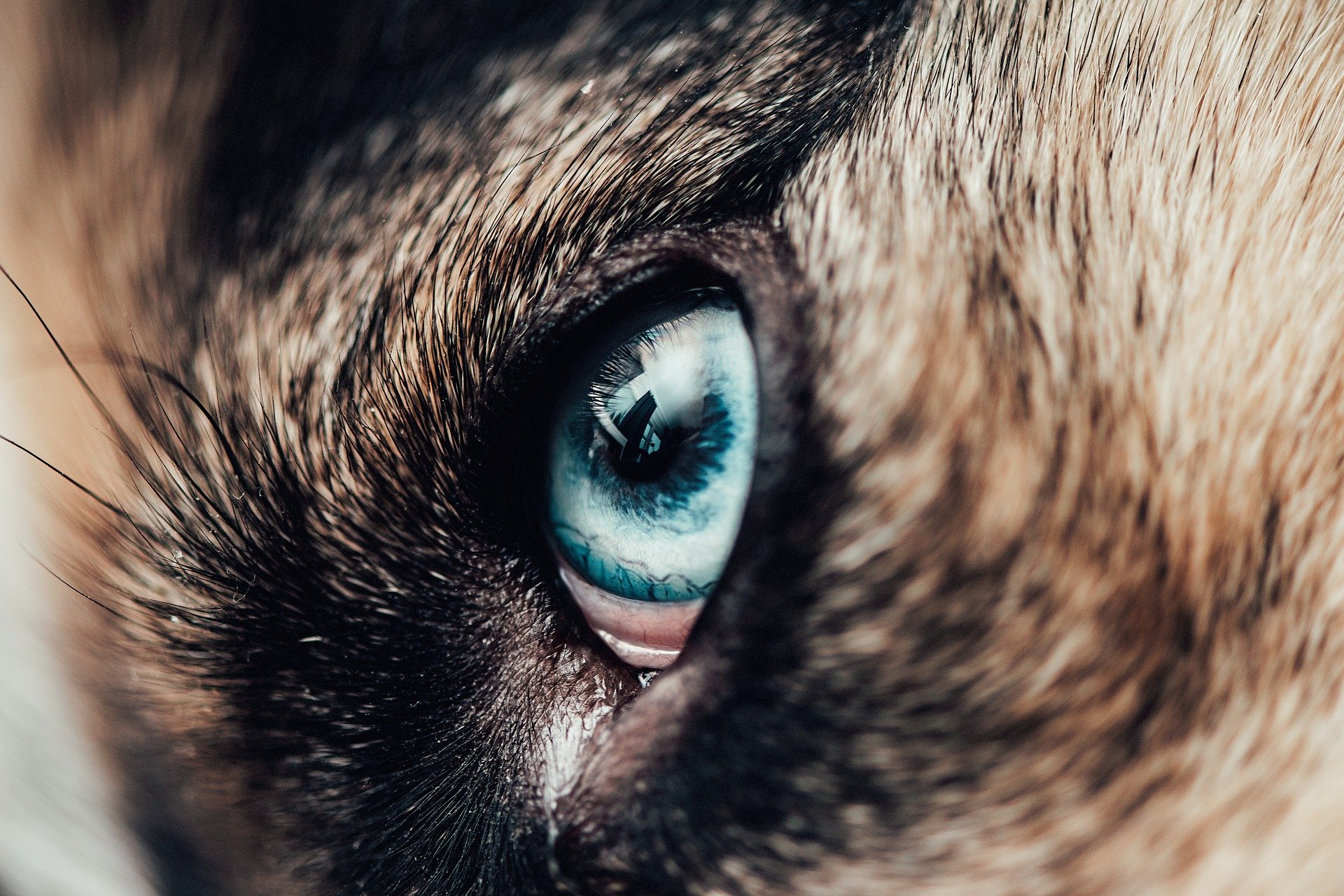 Why Are My Husky's Eyes Red? Top 10 Causes and Best Treatments why are my husky's eyes red