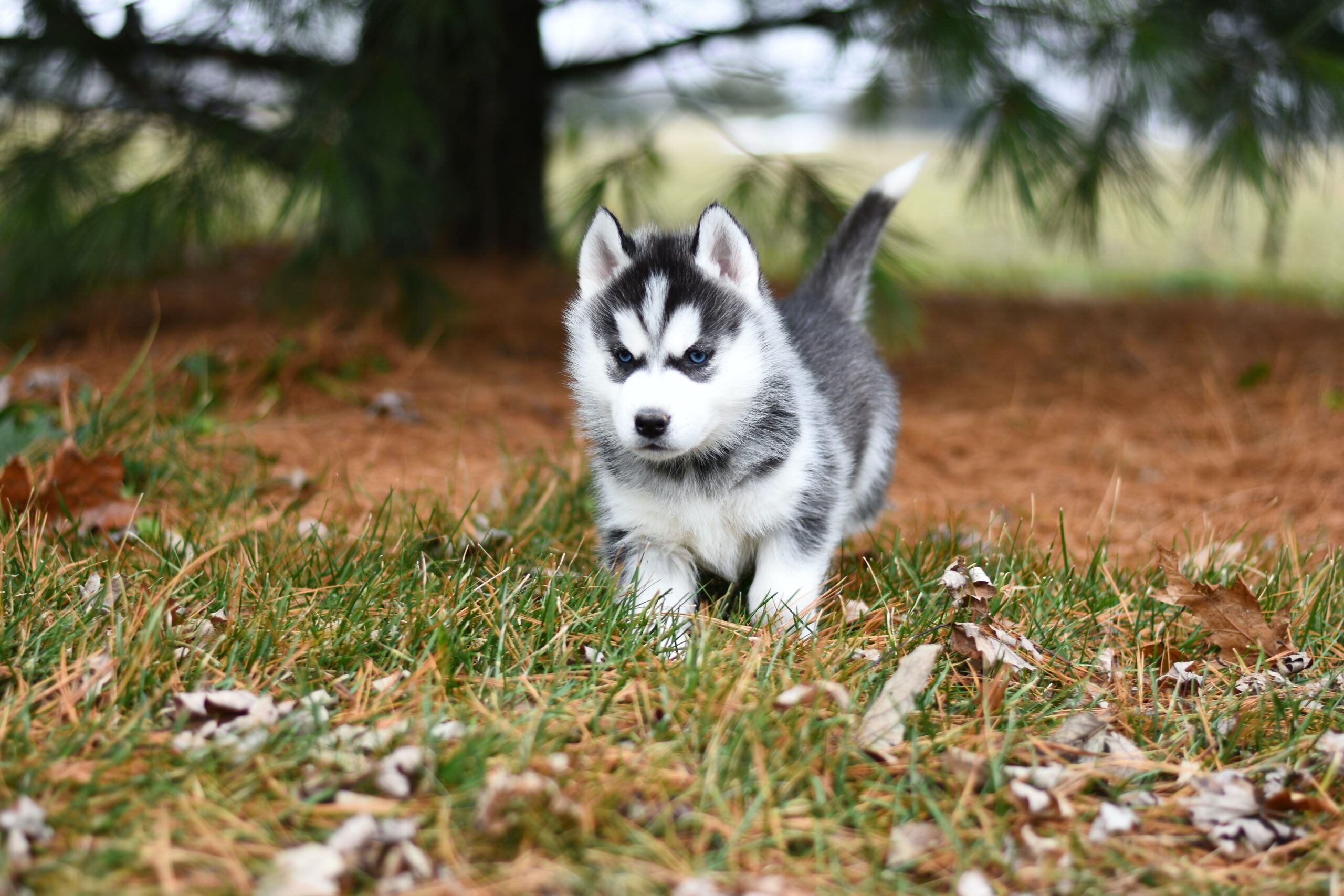 why does my husky keep running away (featured image)