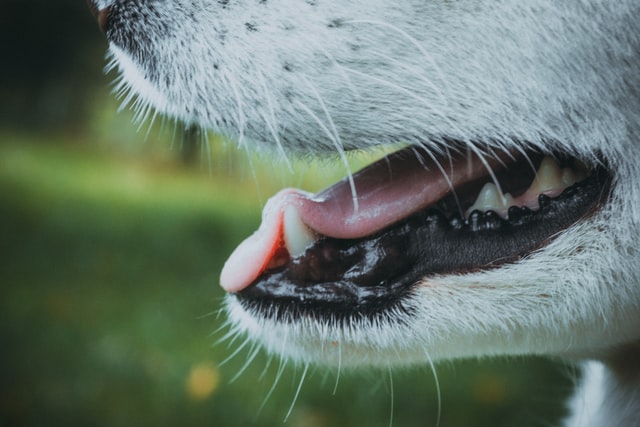 Teething Toys: Top 6 You Can Give To Your Husky siberian husky