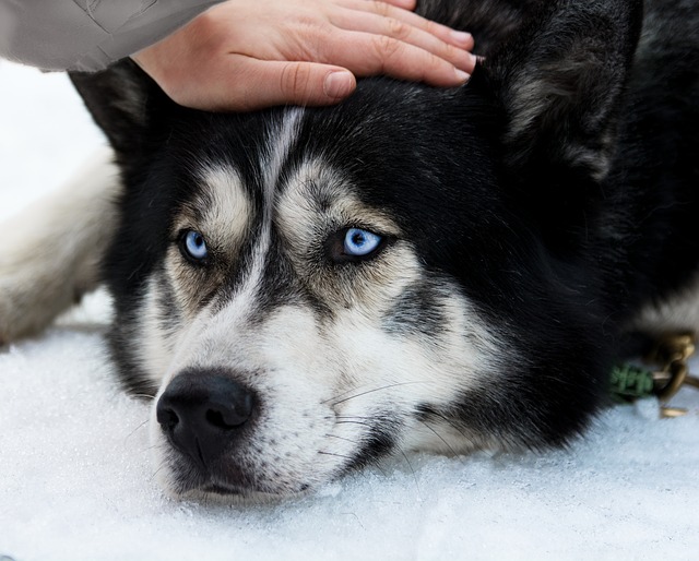 Howling When Left Alone: How To Manage It? period,husky period