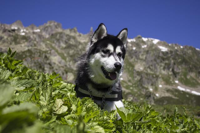 Grooming: 4 Best Tools For Your Husky grooming,tools
