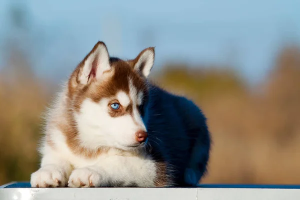 how to take care of a husky puppy in hot weather - husky puppy outdoors