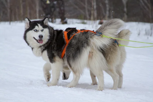 Siberian husky with a no pull harness
