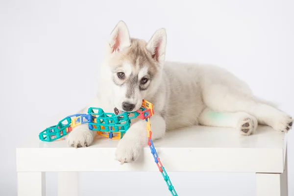 husky puppy with toy