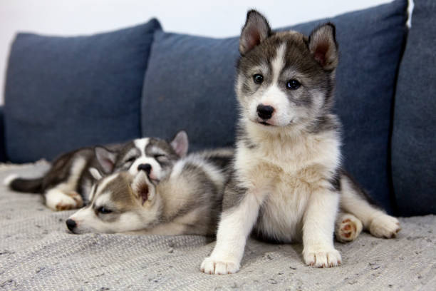 How to Train Your Husky Puppy: A Tough Start Husky Training